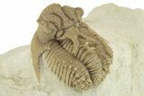Top Quality Lichid (Hoplolichoides) Trilobite - Russia #227314-4
